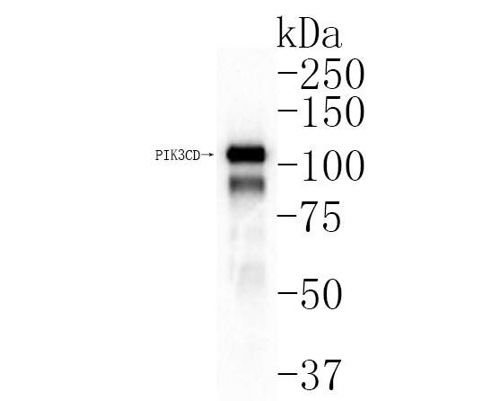 Western blot analysis of PI 3 Kinase p110 delta on rat spleen tissue lysates. Proteins were transferred to a PVDF membrane and blocked with 5% BSA in PBS for 1 hour at room temperature. The primary antibody (ET1705-46, 1/500) was used in 5% BSA at room temperature for 2 hours. Goat Anti-Rabbit IgG - HRP Secondary Antibody (HA1001) at 1:200,000 dilution was used for 1 hour at room temperature.