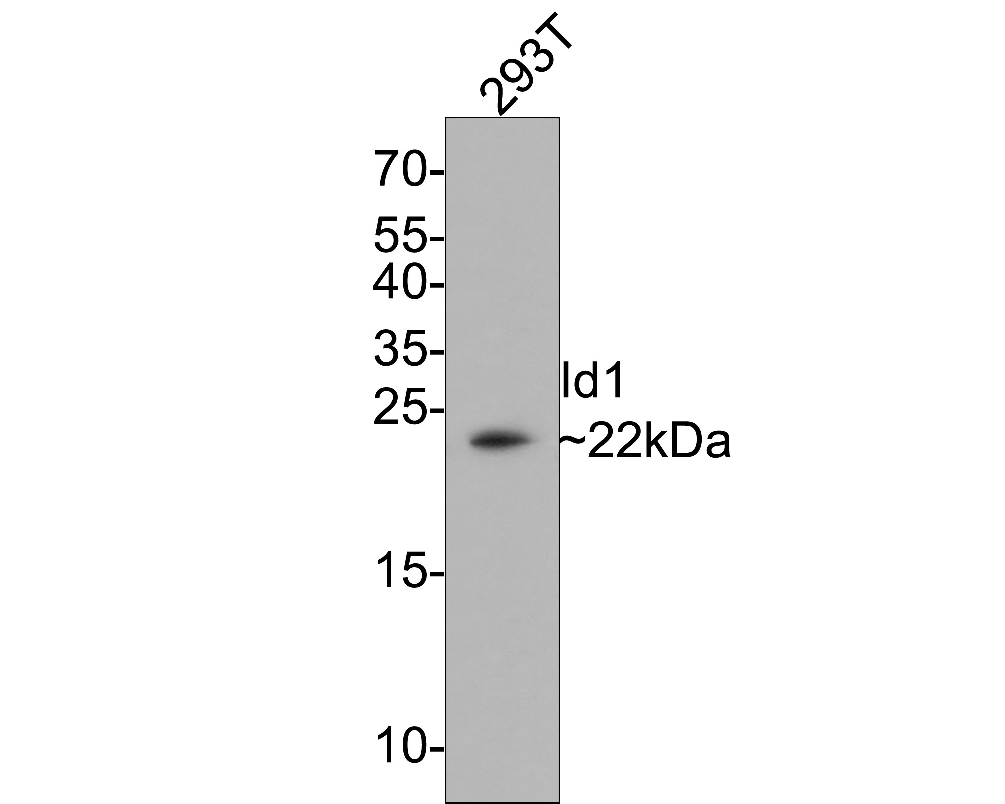 Western blot analysis of Id1 on 293T cell lysates with Rabbit anti-Id1 antibody (ET1705-49) at 1/500 dilution.<br />
<br />
Lysates/proteins at 10 µg/Lane.<br />
<br />
Predicted band size: 16 kDa<br />
Observed band size: 22 kDa<br />
<br />
Exposure time: 2 minutes;<br />
<br />
15% SDS-PAGE gel.<br />
<br />
Proteins were transferred to a PVDF membrane and blocked with 5% NFDM/TBST for 1 hour at room temperature. The primary antibody (ET1705-49) at 1/500 dilution was used in 5% NFDM/TBST at room temperature for 2 hours. Goat Anti-Rabbit IgG - HRP Secondary Antibody (HA1001) at 1:300,000 dilution was used for 1 hour at room temperature.