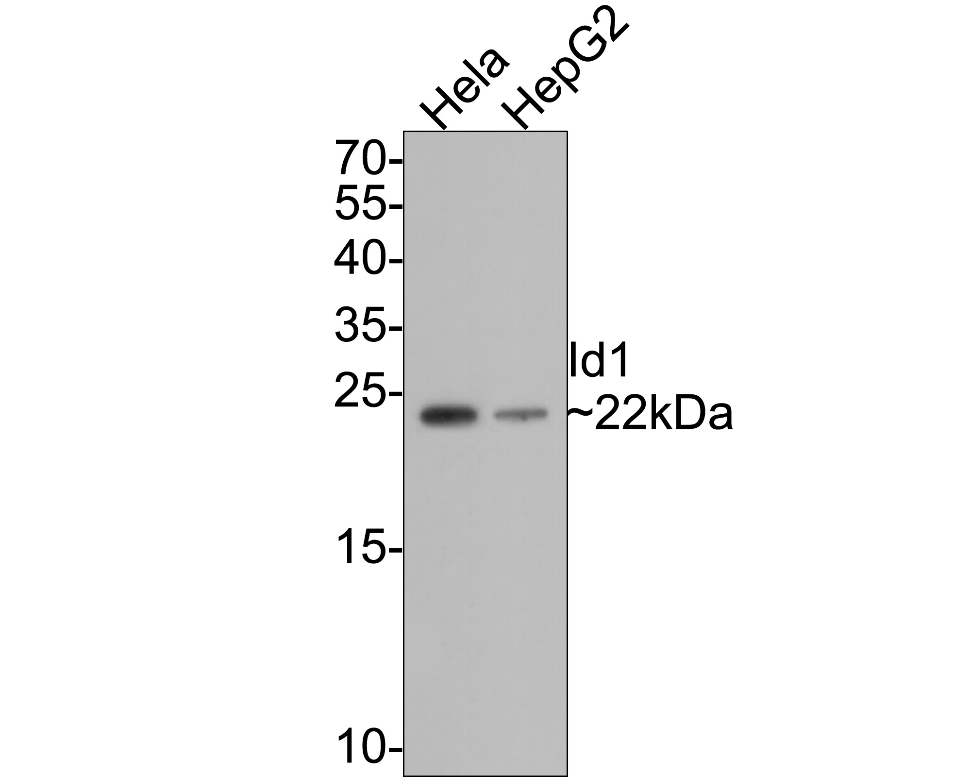 Western blot analysis of Id1 on different lysates with Rabbit anti-Id1 antibody (ET1705-49) at 1/500 dilution.<br />
<br />
Lane 1: Hela cell lysate<br />
Lane 2: HepG2 cell lysate<br />
<br />
Lysates/proteins at 10 µg/Lane.<br />
<br />
Predicted band size: 16 kDa<br />
Observed band size: 22 kDa<br />
<br />
Exposure time: 1 minute;<br />
<br />
15% SDS-PAGE gel.<br />
<br />
Proteins were transferred to a PVDF membrane and blocked with 5% NFDM/TBST for 1 hour at room temperature. The primary antibody (ET1705-49) at 1/500 dilution was used in 5% NFDM/TBST at room temperature for 2 hours. Goat Anti-Rabbit IgG - HRP Secondary Antibody (HA1001) at 1:300,000 dilution was used for 1 hour at room temperature.