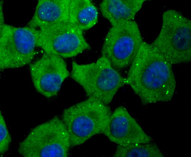 ICC staining Id1 in A549 cells (green). The nuclear counter stain is DAPI (blue). Cells were fixed in paraformaldehyde, permeabilised with 0.25% Triton X100/PBS.