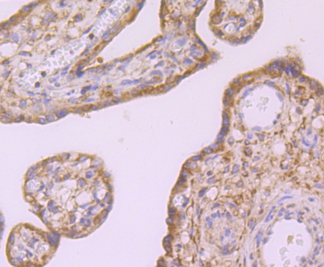 Immunohistochemical analysis of paraffin-embedded human placenta tissue using anti-Id1 antibody. Counter stained with hematoxylin.