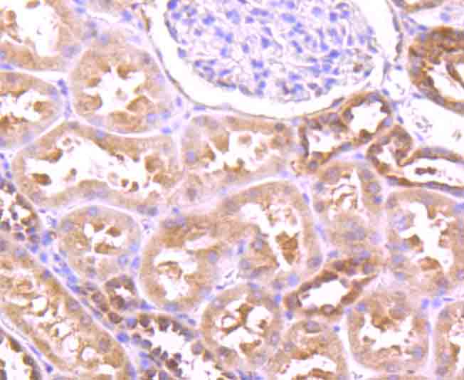 Immunohistochemical analysis of paraffin-embedded human kidney tissue using anti-GABARAP antibody. The section was pre-treated using heat mediated antigen retrieval with Tris-EDTA buffer (pH 8.0-8.4) for 20 minutes.The tissues were blocked in 5% BSA for 30 minutes at room temperature, washed with ddH2O and PBS, and then probed with the primary antibody (ET1705-53, 1/50) for 30 minutes at room temperature. The detection was performed using an HRP conjugated compact polymer system. DAB was used as the chromogen. Tissues were counterstained with hematoxylin and mounted with DPX.