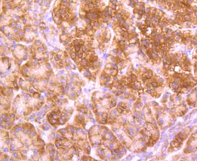 Immunohistochemical analysis of paraffin-embedded human pancreas tissue using anti-GABARAP antibody. The section was pre-treated using heat mediated antigen retrieval with Tris-EDTA buffer (pH 8.0-8.4) for 20 minutes.The tissues were blocked in 5% BSA for 30 minutes at room temperature, washed with ddH2O and PBS, and then probed with the primary antibody (ET1705-53, 1/50) for 30 minutes at room temperature. The detection was performed using an HRP conjugated compact polymer system. DAB was used as the chromogen. Tissues were counterstained with hematoxylin and mounted with DPX.