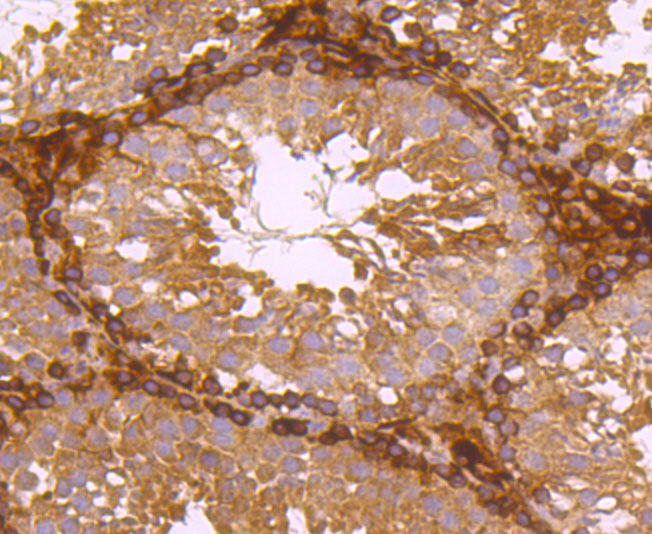 Immunohistochemical analysis of paraffin-embedded mouse testis tissue using anti-Ferritin Light Chain antibody. The section was pre-treated using heat mediated antigen retrieval with Tris-EDTA buffer (pH 8.0-8.4) for 20 minutes.The tissues were blocked in 5% BSA for 30 minutes at room temperature, washed with ddH2O and PBS, and then probed with the primary antibody (ET1705-54, 1/50) for 30 minutes at room temperature. The detection was performed using an HRP conjugated compact polymer system. DAB was used as the chromogen. Tissues were counterstained with hematoxylin and mounted with DPX.