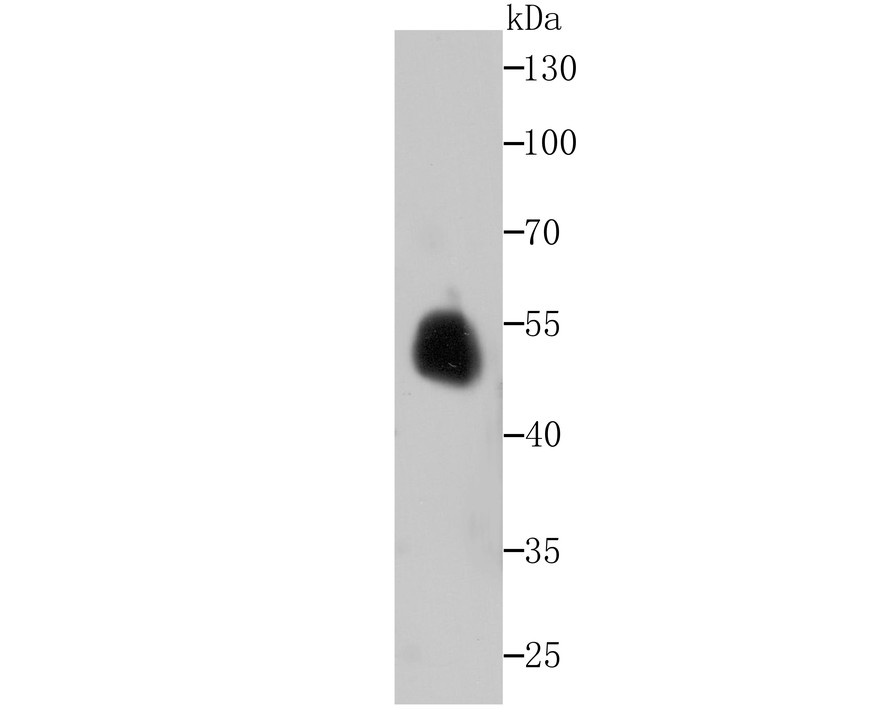 Western blot analysis of ENO1 on Zebrafish tissue lysates using anti-ENO1 antibody at 1/1,000 dilution.