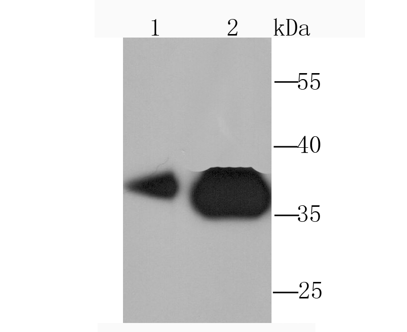 Western blot analysis of Pyruvate Dehydrogenase E1 beta subunit on HepG2 cell lysate(1) and Hela cell lysate(2) using anti-Pyruvate Dehydrogenase E1 beta subunit antibody at 1/1,000 dilution.