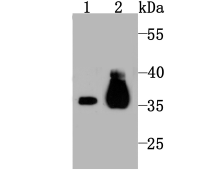 Western blot analysis of Pyruvate Dehydrogenase E1 beta subunit on mouse kidney tissue lysate(1) and PC-12 cell lysate(2) using anti-Pyruvate Dehydrogenase E1 beta subunit antibody at 1/1,000 dilution.