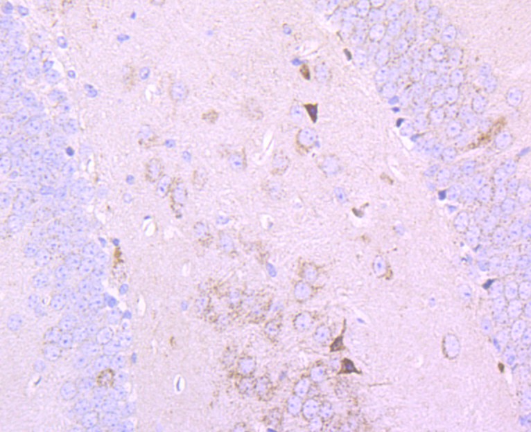 Immunohistochemical analysis of paraffin-embedded mouse hippocampus tissue using anti-Pyruvate Dehydrogenase E1 beta subunit antibody. Counter stained with hematoxylin.