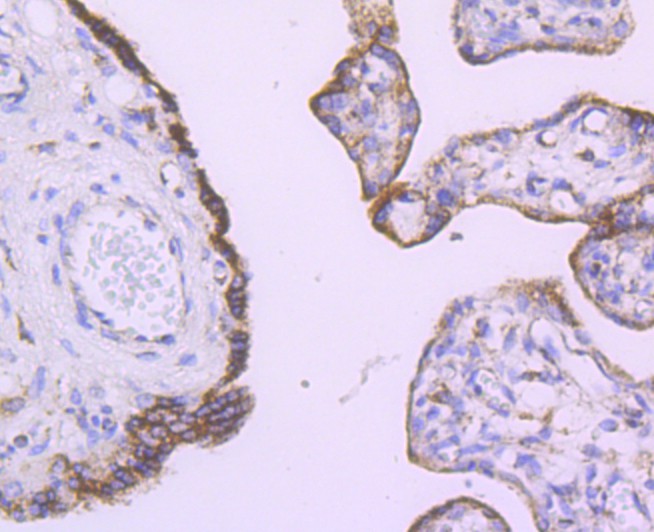 Immunohistochemical analysis of paraffin-embedded human placenta tissue using anti-Angiopoietin 2 antibody. The section was pre-treated using heat mediated antigen retrieval with Tris-EDTA buffer (pH 8.0-8.4) for 20 minutes.The tissues were blocked in 5% BSA for 30 minutes at room temperature, washed with ddH2O and PBS, and then probed with the primary antibody (ET1705-6, 1/50) for 30 minutes at room temperature. The detection was performed using an HRP conjugated compact polymer system. DAB was used as the chromogen. Tissues were counterstained with hematoxylin and mounted with DPX.