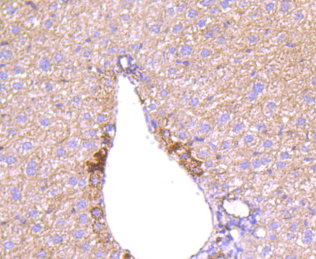 Immunohistochemical analysis of paraffin-embedded mouse liver tissue using anti-Angiopoietin 2 antibody. The section was pre-treated using heat mediated antigen retrieval with Tris-EDTA buffer (pH 8.0-8.4) for 20 minutes.The tissues were blocked in 5% BSA for 30 minutes at room temperature, washed with ddH2O and PBS, and then probed with the primary antibody (ET1705-6, 1/50) for 30 minutes at room temperature. The detection was performed using an HRP conjugated compact polymer system. DAB was used as the chromogen. Tissues were counterstained with hematoxylin and mounted with DPX.