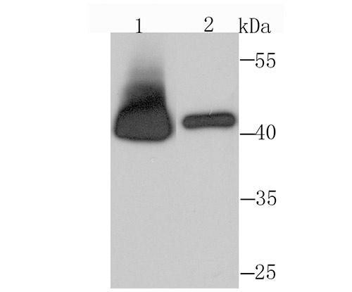Western blot analysis of RRM2 on Hela cell lysate (1) and HepG2 cell lysate (2)  using anti-RRM2 antibody at 1/1,000 dilution.