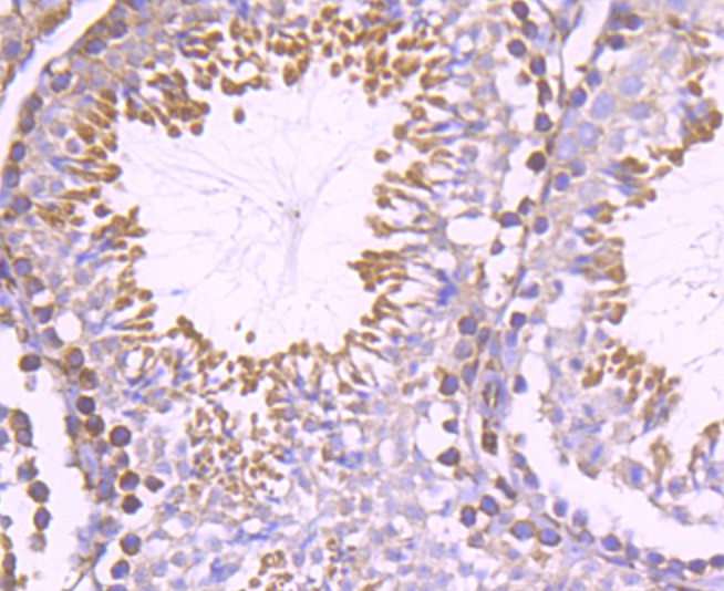 Immunohistochemical analysis of paraffin-embedded mouse testis tissue using anti-Nogo antibody. The section was pre-treated using heat mediated antigen retrieval with Tris-EDTA buffer (pH 9.0) for 20 minutes.The tissues were blocked in 1% BSA for 30 minutes at room temperature, washed with ddH2O and PBS, and then probed with the primary antibody (ET1705-63, 1/50) for 30 minutes at room temperature. The detection was performed using an HRP conjugated compact polymer system. DAB was used as the chromogen. Tissues were counterstained with hematoxylin and mounted with DPX.