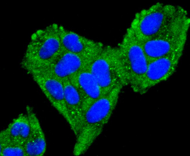ICC staining of mtTFA in Hela cells (green). Formalin fixed cells were permeabilized with 0.1% Triton X-100 in TBS for 10 minutes at room temperature and blocked with 1% Blocker BSA for 15 minutes at room temperature. Cells were probed with the primary antibody (ET1705-64, 1/50) for 1 hour at room temperature, washed with PBS. Alexa Fluor®488 Goat anti-Rabbit IgG was used as the secondary antibody at 1/1,000 dilution. The nuclear counter stain is DAPI (blue).