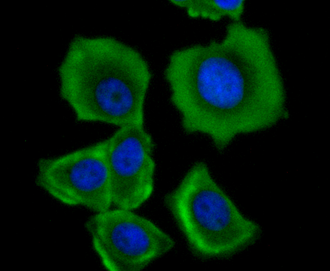 ICC staining of mtTFA in MCF-7 cells (green). Formalin fixed cells were permeabilized with 0.1% Triton X-100 in TBS for 10 minutes at room temperature and blocked with 1% Blocker BSA for 15 minutes at room temperature. Cells were probed with the primary antibody (ET1705-64, 1/50) for 1 hour at room temperature, washed with PBS. Alexa Fluor®488 Goat anti-Rabbit IgG was used as the secondary antibody at 1/1,000 dilution. The nuclear counter stain is DAPI (blue).