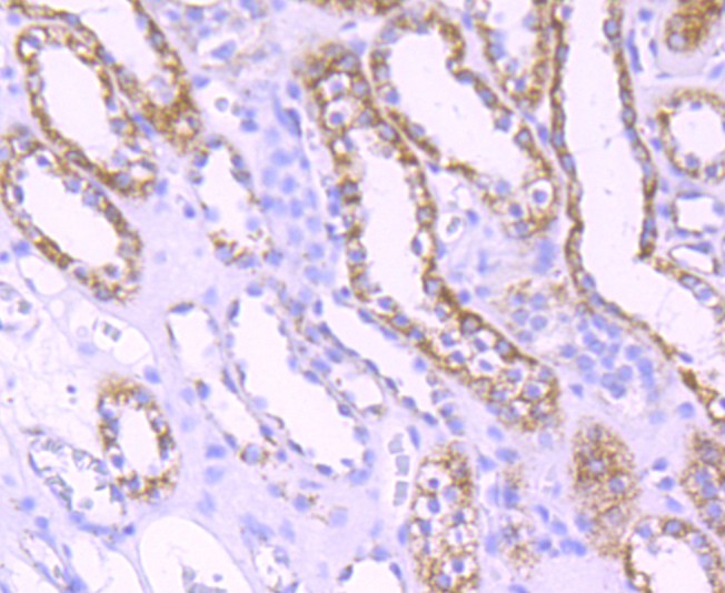 Immunohistochemical analysis of paraffin-embedded human kidney tissue using anti-mtTFA antibody. The section was pre-treated using heat mediated antigen retrieval with Tris-EDTA buffer (pH 8.0-8.4) for 20 minutes.The tissues were blocked in 5% BSA for 30 minutes at room temperature, washed with ddH2O and PBS, and then probed with the primary antibody (ET1705-64, 1/50) for 30 minutes at room temperature. The detection was performed using an HRP conjugated compact polymer system. DAB was used as the chromogen. Tissues were counterstained with hematoxylin and mounted with DPX.