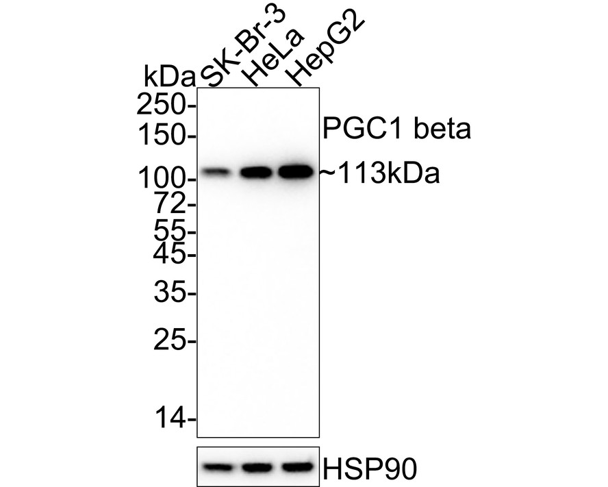 Western blot analysis of PGC1 beta on rat spleen tissue lysates. Proteins were transferred to a PVDF membrane and blocked with 5% BSA in PBS for 1 hour at room temperature. The primary antibody (ET1705-65, 1/500) was used in 5% BSA at room temperature for 2 hours. Goat Anti-Rabbit IgG - HRP Secondary Antibody (HA1001) at 1:200,000 dilution was used for 1 hour at room temperature.