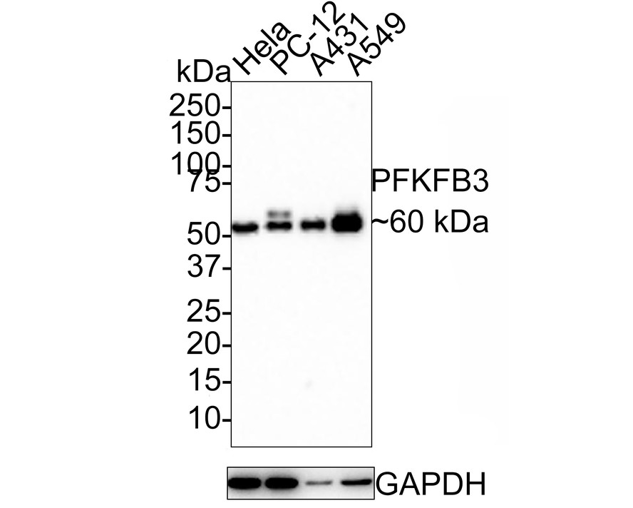 Western blot analysis of PFKFB3 on different lysates. Proteins were transferred to a PVDF membrane and blocked with 5% BSA in PBS for 1 hour at room temperature. The primary antibody (ET1705-66, 1/500) was used in 5% BSA at room temperature for 2 hours. Goat Anti-Rabbit IgG - HRP Secondary Antibody (HA1001) at 1:5,000 dilution was used for 1 hour at room temperature.<br />
<br />
Positive control: <br />
Lane 1: Hela cell lysate<br />
Lane 2: PC-12 cell lysate<br />
Lane 2: A431 cell lysate