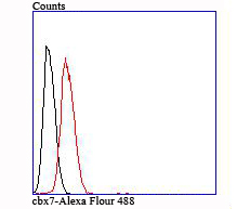 Flow cytometric analysis of cbx7 was done on Hela cells. The cells were fixed, permeabilized and stained with the primary antibody (ET1705-67, 1/50) (red). After incubation of the primary antibody at room temperature for an hour, the cells were stained with a Alexa Fluor 488-conjugated Goat anti-Rabbit IgG Secondary antibody at 1/1000 dilution for 30 minutes.Unlabelled sample was used as a control (cells without incubation with primary antibody; black).