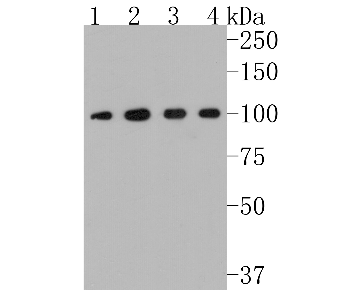 Western blot analysis of MVP on different lysates. Proteins were transferred to a PVDF membrane and blocked with 5% BSA in PBS for 1 hour at room temperature. The primary antibody (ET1705-69, 1/500) was used in 5% BSA at room temperature for 2 hours. Goat Anti-Rabbit IgG - HRP Secondary Antibody (HA1001) at 1:5,000 dilution was used for 1 hour at room temperature.<br />
Positive control: <br />
Lane 1: A549 cell lysate<br />
Lane 2: PC-12 cell lysate<br />
Lane 3: Hela cell lysate<br />
Lane 4: Mouse lung tissue lysate