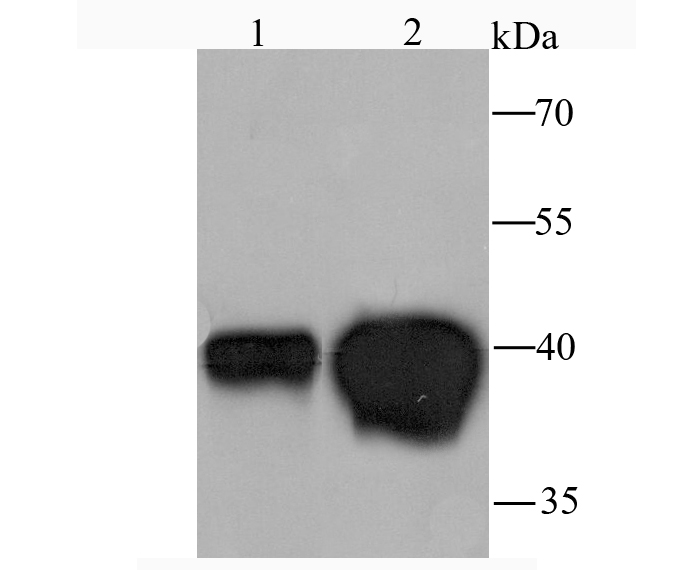 Western blot analysis of DDAH1 on human kidney (1) and human liver (2) tissue lysate using anti-DDAH1 antibody at 1/1,000 dilution.