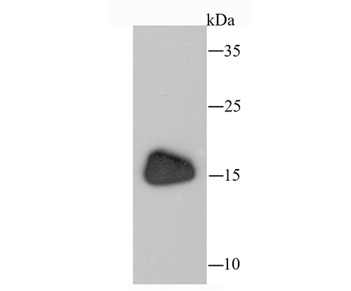 Western blot analysis of ANP on human skeletal muscle tissue lysate using anti-ANP antibody at 1/1,000 dilution.
