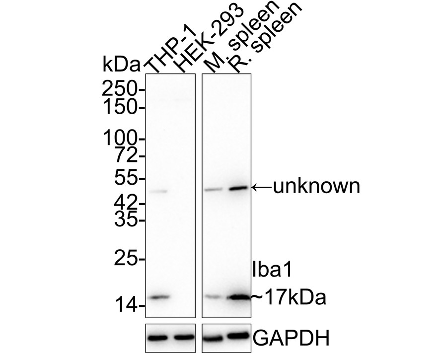 Western blot analysis of Iba1 on different lysates with Rabbit anti-Iba1 antibody (ET1705-78) at 1/5,000 dilution.<br />
<br />
Lane 1: THP-1 cell lysate<br />
Lane 2: HEK-293 cell lysate (negative)<br />
Lane 3: Mouse spleen tissue lysate<br />
Lane 4: Rat spleen tissue lysate<br />
<br />
Lysates/proteins at 20 µg/Lane.<br />
<br />
Predicted band size: 17 kDa<br />
Observed band size: 17 kDa<br />
<br />
Exposure time: 3 minutes;<br />
<br />
4-20% SDS-PAGE gel.<br />
<br />
Proteins were transferred to a PVDF membrane and blocked with 5% NFDM/TBST for 1 hour at room temperature. The primary antibody (ET1705-78) at 1/5,000 dilution was used in 5% NFDM/TBST at 4℃ overnight. Goat Anti-Rabbit IgG - HRP Secondary Antibody (HA1001) at 1:50,000 dilution was used for 1 hour at room temperature.