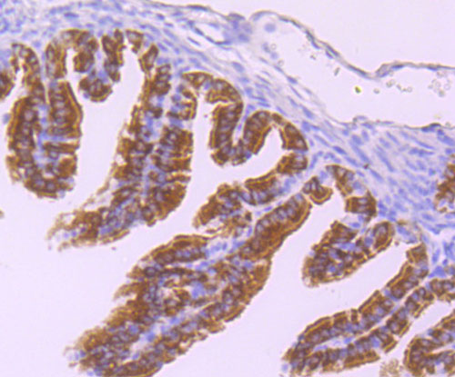 Immunohistochemical analysis of paraffin-embedded mouse fallopian tube tissue using anti-Dynein intermediate chain 1 antibody. The section was pre-treated using heat mediated antigen retrieval with Tris-EDTA buffer (pH 9.0) for 20 minutes.The tissues were blocked in 1% BSA for 30 minutes at room temperature, washed with ddH2O and PBS, and then probed with the primary antibody (ET1705-8, 1/50) for 30 minutes at room temperature. The detection was performed using an HRP conjugated compact polymer system. DAB was used as the chromogen. Tissues were counterstained with hematoxylin and mounted with DPX.