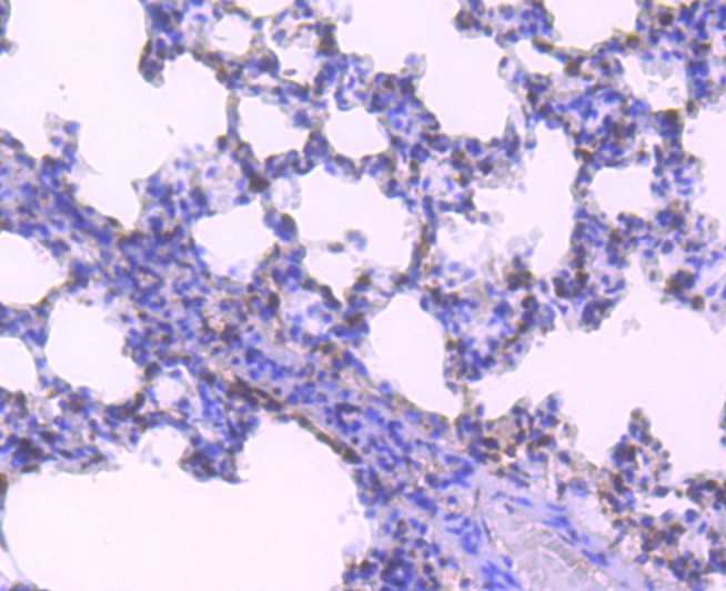 Immunohistochemical analysis of paraffin-embedded rat lung tissue using anti-HuR/ELAVL1 antibody. Counter stained with hematoxylin.