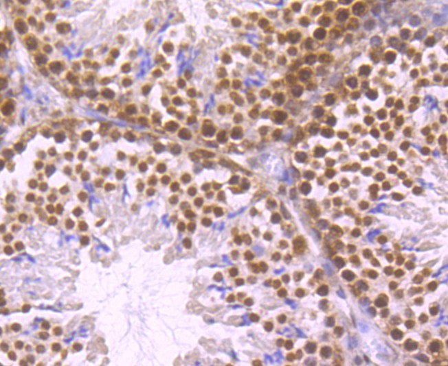 Immunohistochemical analysis of paraffin-embedded mouse testis tissue using anti-HuR/ELAVL1 antibody. Counter stained with hematoxylin.