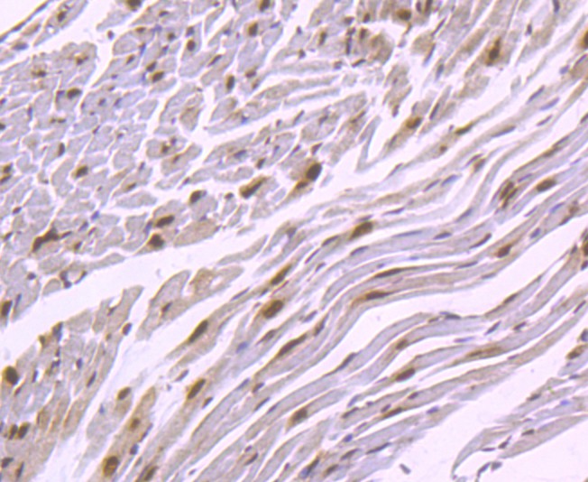 Immunohistochemical analysis of paraffin-embedded mouse heart tissue using anti-HuR/ELAVL1 antibody. Counter stained with hematoxylin.