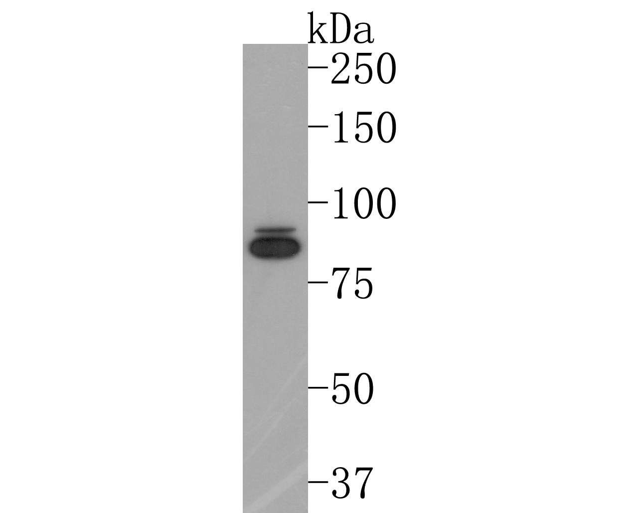 Western blot analysis of Cullin 1 on MCF-7 cell lysates. Proteins were transferred to a PVDF membrane and blocked with 5% BSA in PBS for 1 hour at room temperature. The primary antibody (ET1705-82, 1/500) was used in 5% BSA at room temperature for 2 hours. Goat Anti-Rabbit IgG - HRP Secondary Antibody (HA1001) at 1:200,000 dilution was used for 1 hour at room temperature.