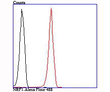 Flow cytometric analysis of NRF1 was done on 293T cells. The cells were fixed, permeabilized and stained with the primary antibody (ET1705-86, 1/50) (red). After incubation of the primary antibody at room temperature for an hour, the cells were stained with a Alexa Fluor 488-conjugated Goat anti-Rabbit IgG Secondary antibody at 1/1000 dilution for 30 minutes.Unlabelled sample was used as a control (cells without incubation with primary antibody; black).