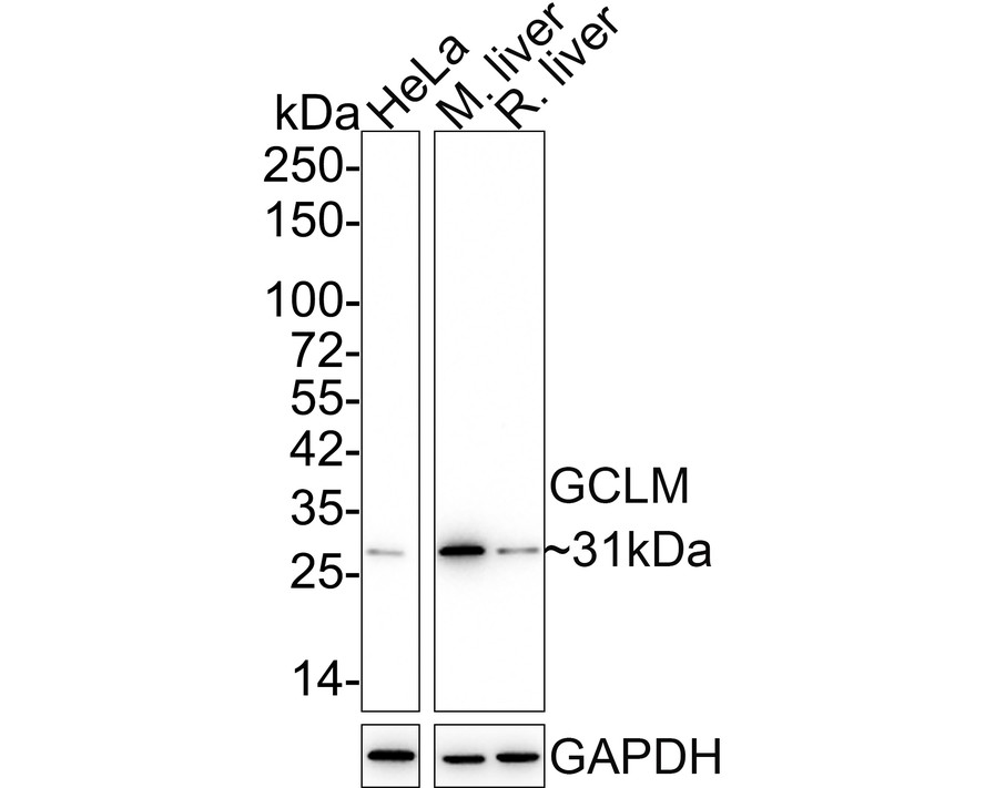 Western blot analysis of GCLM on different lysates. Proteins were transferred to a PVDF membrane and blocked with 5% BSA in PBS for 1 hour at room temperature. The primary antibody (ET1705-87, 1/500) was used in 5% BSA at room temperature for 2 hours. Goat Anti-Rabbit IgG - HRP Secondary Antibody (HA1001) at 1:200,000 dilution was used for 1 hour at room temperature.<br />
Positive control: <br />
Lane 1: A431 cell lysate<br />
Lane 2: PC-12 cell lysate<br />
Lane 3: NIH/3T3 cell lysate