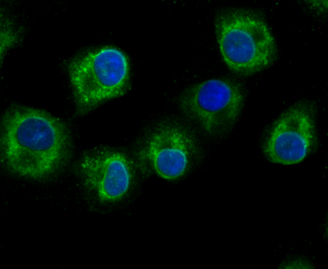 ICC staining of GCLM in A549 cells (green). Formalin fixed cells were permeabilized with 0.1% Triton X-100 in TBS for 10 minutes at room temperature and blocked with 1% Blocker BSA for 15 minutes at room temperature. Cells were probed with the primary antibody (ET1705-87, 1/50) for 1 hour at room temperature, washed with PBS. Alexa Fluor®488 Goat anti-Rabbit IgG was used as the secondary antibody at 1/1,000 dilution. The nuclear counter stain is DAPI (blue).