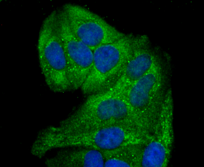 ICC staining of GCLM in Hela cells (green). Formalin fixed cells were permeabilized with 0.1% Triton X-100 in TBS for 10 minutes at room temperature and blocked with 1% Blocker BSA for 15 minutes at room temperature. Cells were probed with the primary antibody (ET1705-87, 1/50) for 1 hour at room temperature, washed with PBS. Alexa Fluor®488 Goat anti-Rabbit IgG was used as the secondary antibody at 1/1,000 dilution. The nuclear counter stain is DAPI (blue).