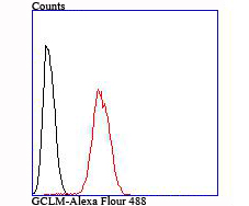 Flow cytometric analysis of GCLM was done on Hela cells. The cells were fixed, permeabilized and stained with the primary antibody (ET1705-87, 1/50) (red). After incubation of the primary antibody at room temperature for an hour, the cells were stained with a Alexa Fluor 488-conjugated Goat anti-Rabbit IgG Secondary antibody at 1/1000 dilution for 30 minutes.Unlabelled sample was used as a control (cells without incubation with primary antibody; black).