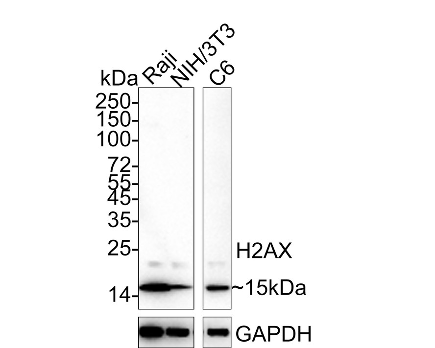 Western blot analysis of Histone H2A.X on different lysates with Rabbit anti-Histone H2A.X antibody (ET1705-97) at 1/500 dilution.<br />
<br />
Lane 1: Raji cell lysate<br />
Lane 2: MCF-7 cell lysate<br />
<br />
Lysates/proteins at 10 µg/Lane.<br />
<br />
Predicted band size: 15 kDa<br />
Observed band size: 15 kDa<br />
<br />
Exposure time: 2 minutes;<br />
<br />
15% SDS-PAGE gel.<br />
<br />
Proteins were transferred to a PVDF membrane and blocked with 5% NFDM/TBST for 1 hour at room temperature. The primary antibody (ET1705-97) at 1/500 dilution was used in 5% NFDM/TBST at room temperature for 2 hours. Goat Anti-Rabbit IgG - HRP Secondary Antibody (HA1001) at 1:300,000 dilution was used for 1 hour at room temperature.
