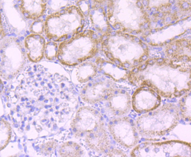 Immunohistochemical analysis of paraffin-embedded rat kidney tissue using anti-MMP3 antibody. The section was pre-treated using heat mediated antigen retrieval with Tris-EDTA buffer (pH 8.0-8.4) for 20 minutes.The tissues were blocked in 5% BSA for 30 minutes at room temperature, washed with ddH2O and PBS, and then probed with the primary antibody (ET1705-98, 1/50) for 30 minutes at room temperature. The detection was performed using an HRP conjugated compact polymer system. DAB was used as the chromogen. Tissues were counterstained with hematoxylin and mounted with DPX.