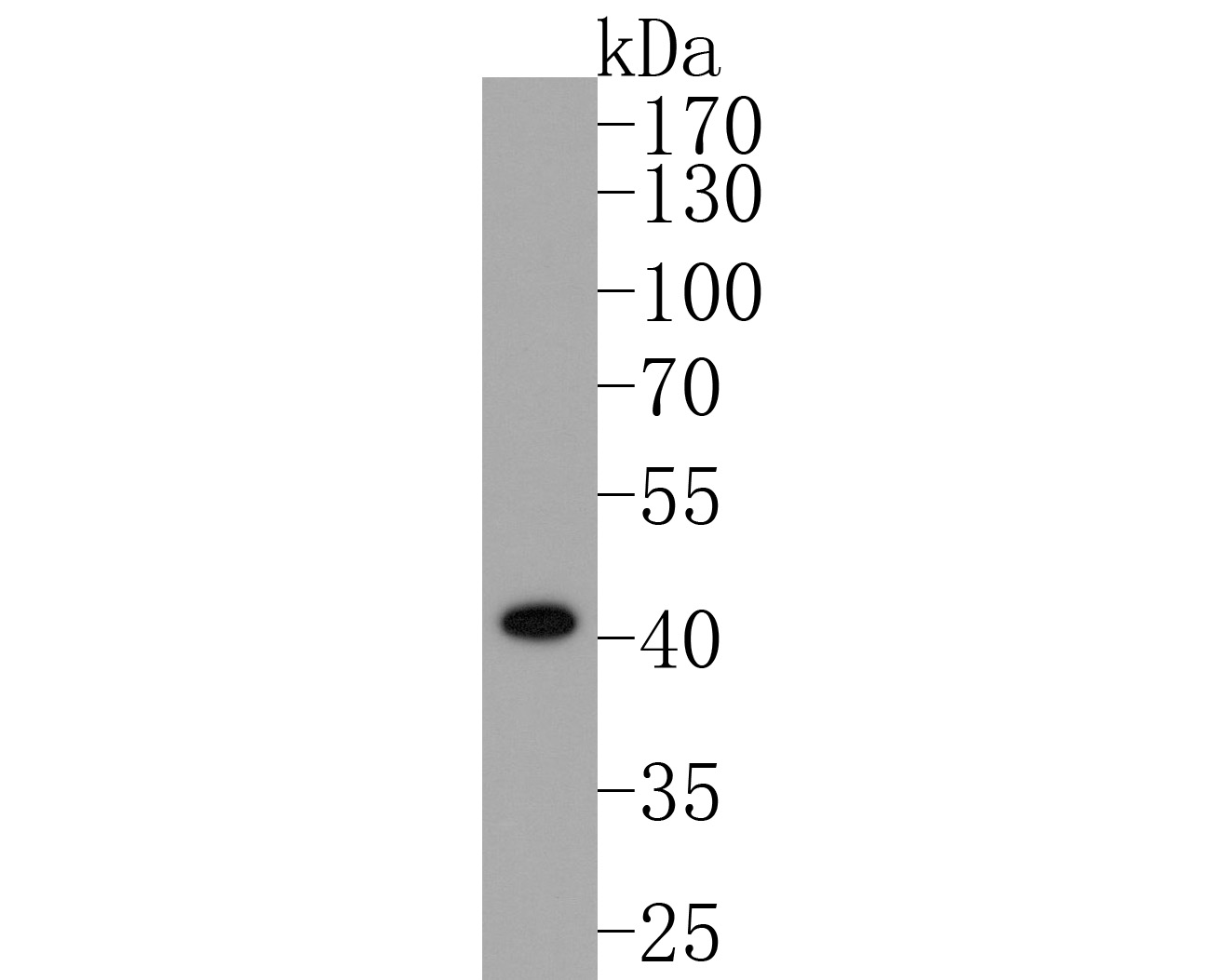 Western blot analysis of PDX1 on Hela cell lysates. Proteins were transferred to a PVDF membrane and blocked with 5% BSA in PBS for 1 hour at room temperature. The primary antibody (ET1705-99, 1/500) was used in 5% BSA at room temperature for 2 hours. Goat Anti-Rabbit IgG - HRP Secondary Antibody (HA1001) at 1:200,000 dilution was used for 1 hour at room temperature.