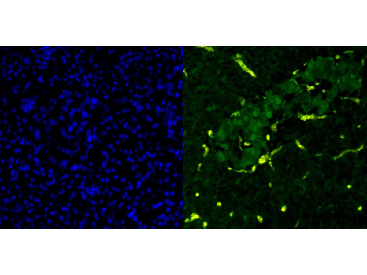 Immunofluorescence staining of paraffin-embedded human pancreas tissue using anti-PDX1 antibody.The section was pre-treated using heat mediated antigen retrieval with Tris-EDTA buffer (pH 9.0) for 20 minutes.(sodium citrate buffer (pH6) for 20 mins.) The tissues were blocked in 10% negative goat serum for 1 hour at room temperature, washed with PBS, and then probed with ET1705-99 at 1/50 dilution for 10 hours at 4℃ and detected using Alexa Fluor® 488 conjugate-Goat anti-Rabbit IgG (H+L) Secondary Antibody at a dilution of 1:500 for 1 hour at room temperature.