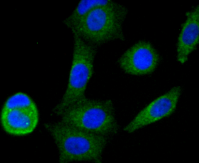 ICC staining of NDUFS3 in MCF-7 cells (green). Formalin fixed cells were permeabilized with 0.1% Triton X-100 in TBS for 10 minutes at room temperature and blocked with 10% negative goat serum for 15 minutes at room temperature. Cells were probed with the primary antibody (ET1706-07, 1/50) for 1 hour at room temperature, washed with PBS. Alexa Fluor®488 conjugate-Goat anti-Rabbit IgG was used as the secondary antibody at 1/1,000 dilution. The nuclear counter stain is DAPI (blue).