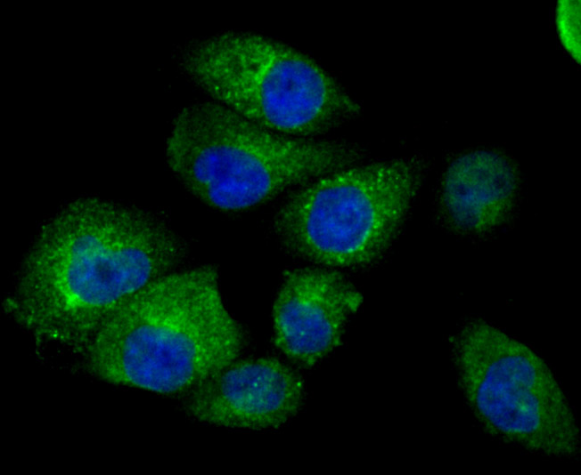 ICC staining of Fragilis in HUVEC cells (green). Formalin fixed cells were permeabilized with 0.1% Triton X-100 in TBS for 10 minutes at room temperature and blocked with 10% negative goat serum for 15 minutes at room temperature. Cells were probed with the primary antibody (ET1706-09, 1/50) for 1 hour at room temperature, washed with PBS. Alexa Fluor®488 Goat anti-Rabbit IgG was used as the secondary antibody at 1/1,000 dilution. The nuclear counter stain is DAPI (blue).