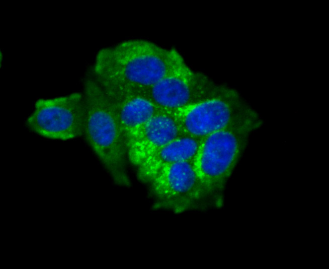 ICC staining of Fragilis in MCF-7 cells (green). Formalin fixed cells were permeabilized with 0.1% Triton X-100 in TBS for 10 minutes at room temperature and blocked with 10% negative goat serum for 15 minutes at room temperature. Cells were probed with the primary antibody (ET1706-09, 1/50) for 1 hour at room temperature, washed with PBS. Alexa Fluor®488 Goat anti-Rabbit IgG was used as the secondary antibody at 1/1,000 dilution. The nuclear counter stain is DAPI (blue).