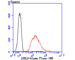 Flow cytometric analysis of LOXL2 was done on A549 cells. The cells were fixed, permeabilized and stained with the primary antibody (ET1706-11, 1/50) (red). After incubation of the primary antibody at room temperature for an hour, the cells were stained with a Alexa Fluor 488-conjugated Goat anti-Rabbit IgG Secondary antibody at 1/1000 dilution for 30 minutes.Unlabelled sample was used as a control (cells without incubation with primary antibody; black).