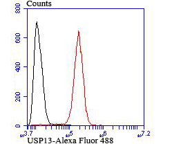 Flow cytometric analysis of SH-SY5Y cells with USP13 antibody at 1/100 dilution (red) compared with an unlabelled control (cells without incubation with primary antibody; black).