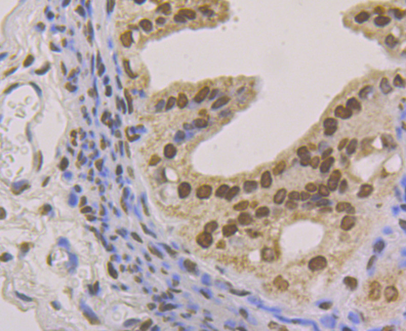 Immunohistochemical analysis of paraffin-embedded mouse fallopian tube tissue with Rabbit anti-macroH2A.1 antibody (ET1706-15) at 1/50 dilution.<br />
<br />
The section was pre-treated using heat mediated antigen retrieval with sodium citrate buffer (pH 6.0) for 2 minutes. The tissues were blocked in 1% BSA for 20 minutes at room temperature, washed with ddH2O and PBS, and then probed with the primary antibody (ET1706-15) at 1/50 dilution for 1 hour at room temperature. The detection was performed using an HRP conjugated compact polymer system. DAB was used as the chromogen. Tissues were counterstained with hematoxylin and mounted with DPX.