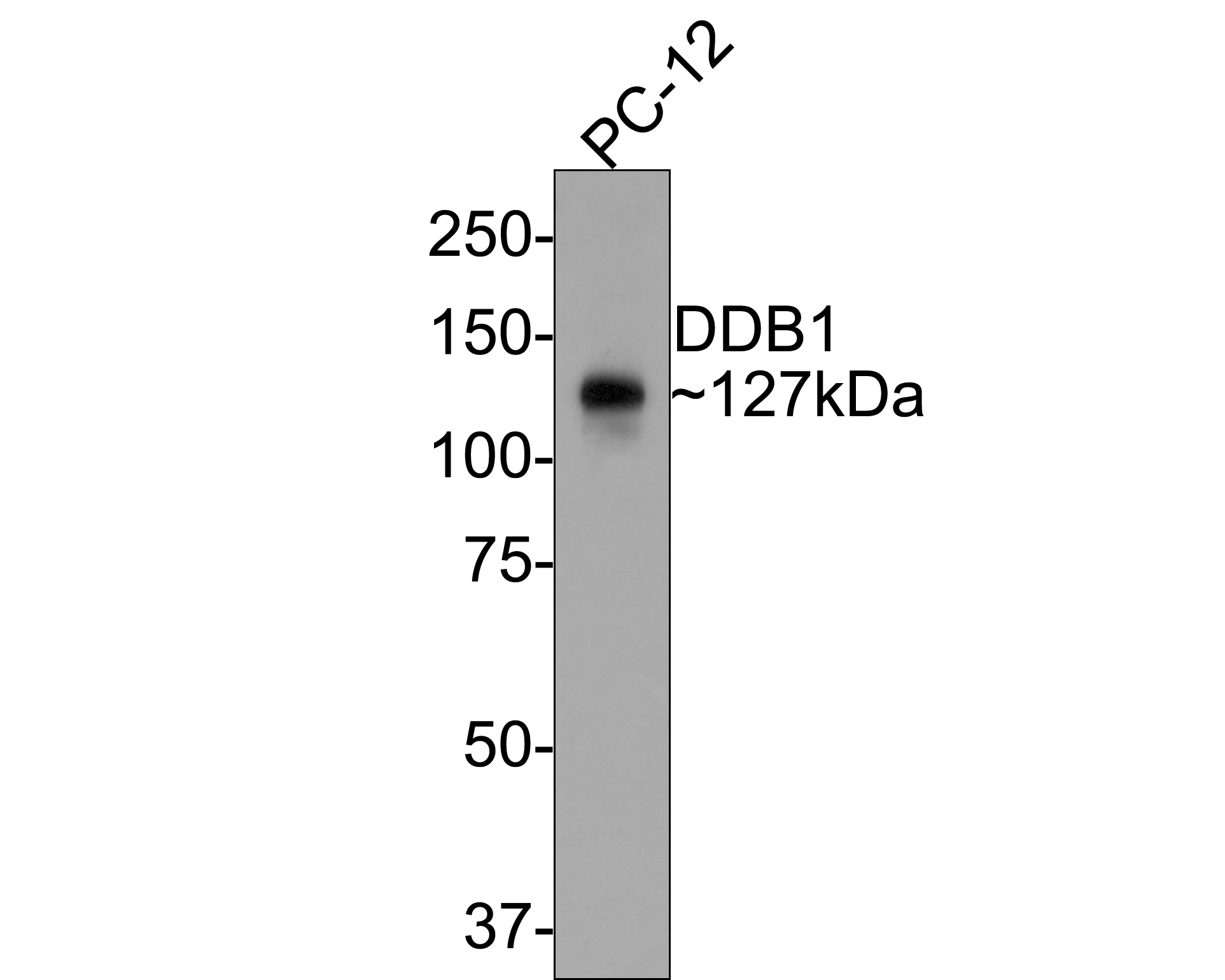 Western blot analysis of DDB1 on different lysates. Proteins were transferred to a PVDF membrane and blocked with 5% BSA in PBS for 1 hour at room temperature. The primary antibody (ET1706-22, 1/500) was used in 5% BSA at room temperature for 2 hours. Goat Anti-Rabbit IgG - HRP Secondary Antibody (HA1001) at 1:200,000 dilution was used for 1 hour at room temperature.<br />
Positive control: <br />
Lane 1: HepG2 cell lysate<br />
Lane 2: NIH/3T3 cell lysate<br />
Lane 3: MCF-7 cell lysate<br />
Lane 4: Rat kidney tissue lysate