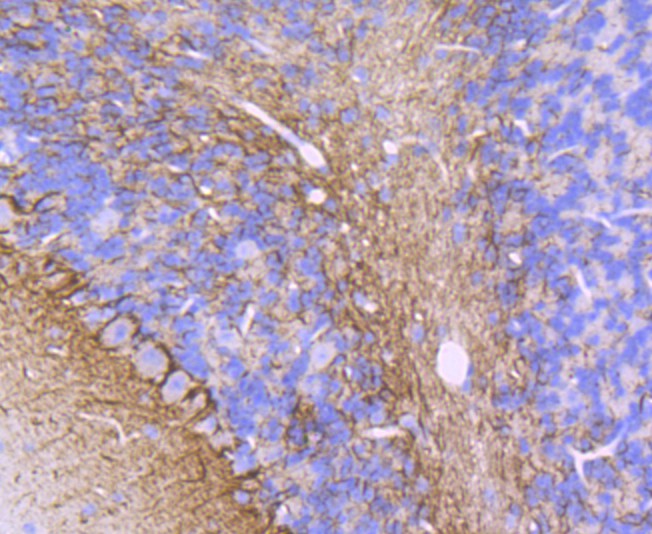Immunohistochemical analysis of paraffin-embedded mouse cerebellum tissue  with Rabbit anti-alpha Internexin antibody (ET1706-23) at 1/50 dilution.<br />
<br />
The section was pre-treated using heat mediated antigen retrieval with Tris-EDTA buffer (pH 8.0-8.4) for 20 minutes. The tissues were blocked in 1% BSA for 20 minutes at room temperature, washed with ddH2O and PBS, and then probed with the primary antibody (ET1706-23) at 1/50 dilution for 0.5 hour at room temperature. The detection was performed using an HRP conjugated compact polymer system. DAB was used as the chromogen. Tissues were counterstained with hematoxylin and mounted with DPX.