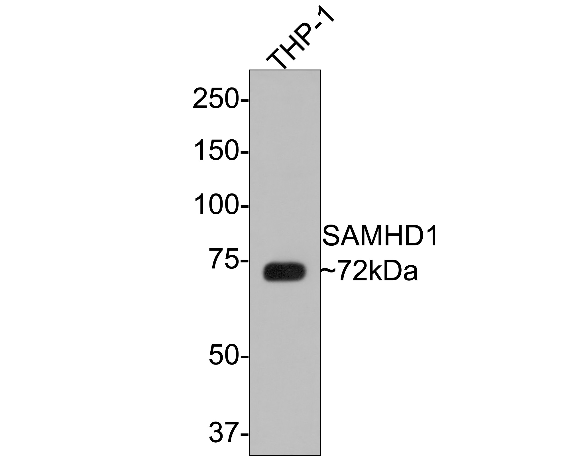 Western blot analysis of SAMHD1 on THP-1 cell lysates with Rabbit anti-SAMHD1 antibody (ET1706-24) at 1/500 dilution.<br />
<br />
Lysates/proteins at 10 µg/Lane.<br />
<br />
Predicted band size: 72 kDa<br />
Observed band size: 72 kDa<br />
<br />
Exposure time: 30 seconds;<br />
<br />
8% SDS-PAGE gel.<br />
<br />
Proteins were transferred to a PVDF membrane and blocked with 5% NFDM/TBST for 1 hour at room temperature. The primary antibody (ET1706-24) at 1/500 dilution was used in 5% NFDM/TBST at room temperature for 2 hours. Goat Anti-Rabbit IgG - HRP Secondary Antibody (HA1001) at 1:300,000 dilution was used for 1 hour at room temperature.