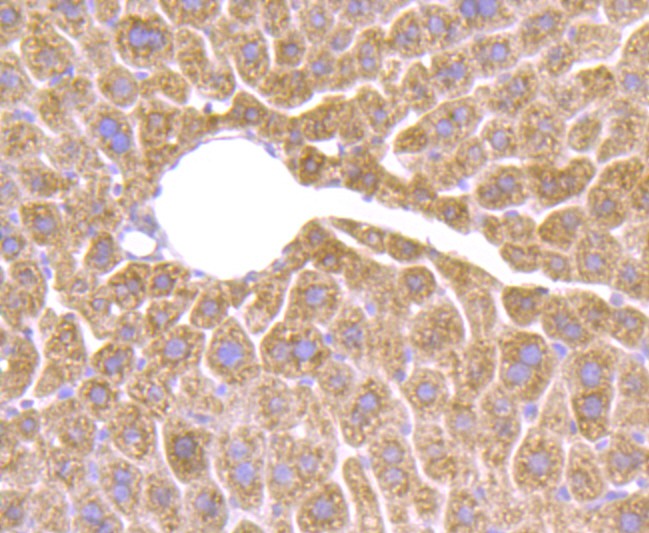 Immunohistochemical analysis of paraffin-embedded mouse liver tissue with Rabbit anti-HSD11B1 antibody (ET1706-27) at 1/400 dilution.<br />
<br />
The section was pre-treated using heat mediated antigen retrieval with Tris-EDTA buffer (pH 9.0) for 20 minutes. The tissues were blocked in 1% BSA for 20 minutes at room temperature, washed with ddH2O and PBS, and then probed with the primary antibody (ET1706-27) at 1/400 dilution for 1 hour at room temperature. The detection was performed using an HRP conjugated compact polymer system. DAB was used as the chromogen. Tissues were counterstained with hematoxylin and mounted with DPX.
